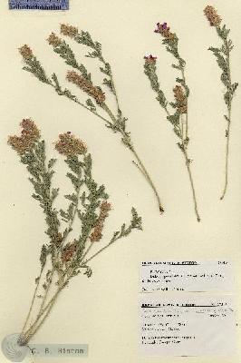 URN_catalog_HBHinton_herbarium_27515.jpg.jpg