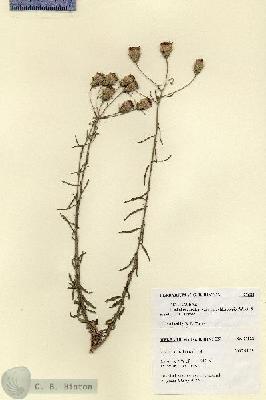 URN_catalog_HBHinton_herbarium_27522.jpg.jpg