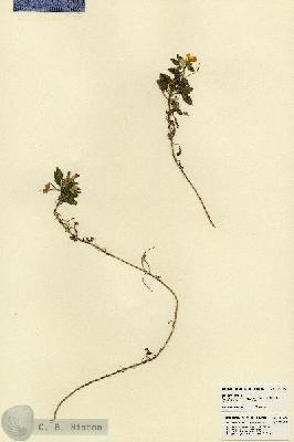 URN_catalog_HBHinton_herbarium_21776.jpg.jpg