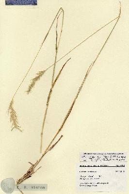 URN_catalog_HBHinton_herbarium_27526.jpg.jpg
