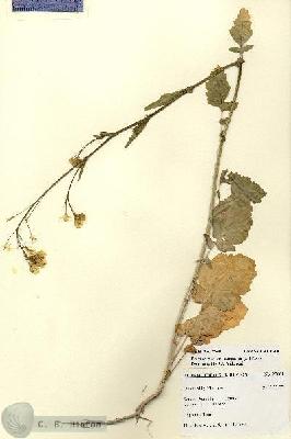 URN_catalog_HBHinton_herbarium_27601.jpg.jpg