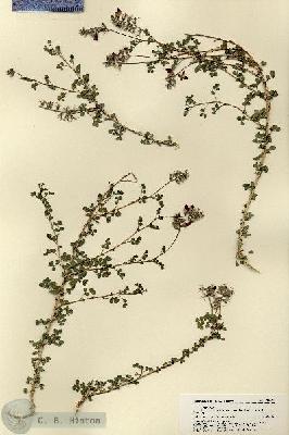 URN_catalog_HBHinton_herbarium_21991.jpg.jpg