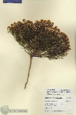 URN_catalog_HBHinton_herbarium_27721.jpg.jpg