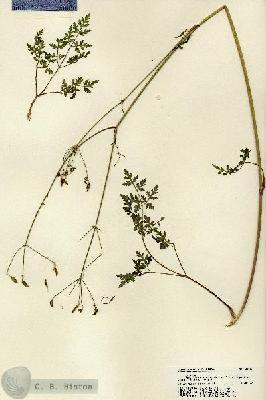 URN_catalog_HBHinton_herbarium_22116.jpg.jpg