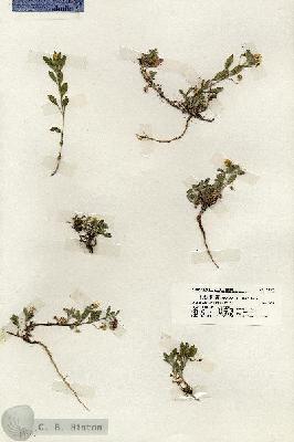 URN_catalog_HBHinton_herbarium_19700.jpg.jpg
