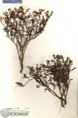 URN_catalog_HBHinton_herbarium_19738.jpg.jpg