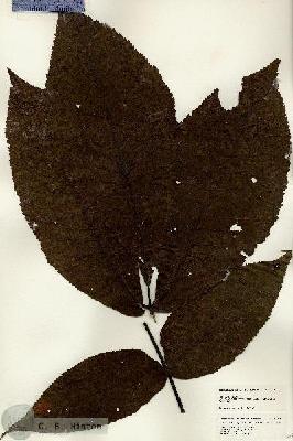 URN_catalog_HBHinton_herbarium_24667.jpg.jpg