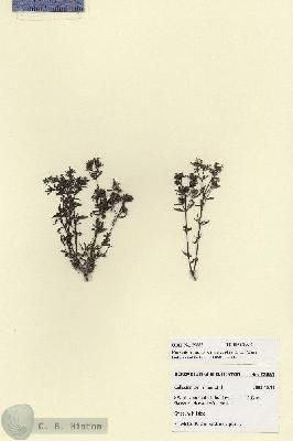 URN_catalog_HBHinton_herbarium_27885.jpg.jpg