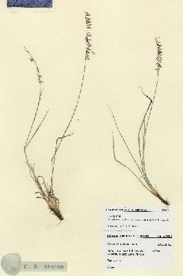 URN_catalog_HBHinton_herbarium_27902.jpg.jpg