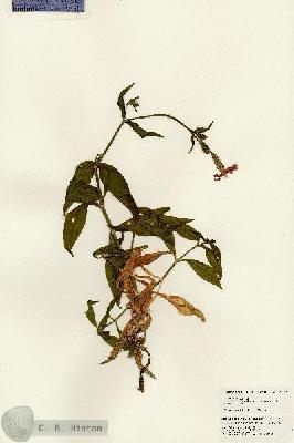 URN_catalog_HBHinton_herbarium_24713.jpg.jpg