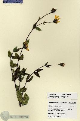 URN_catalog_HBHinton_herbarium_27937.jpg.jpg