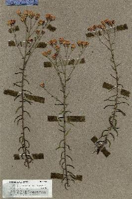 URN_catalog_HBHinton_herbarium_19812.jpg.jpg
