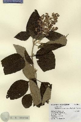 URN_catalog_HBHinton_herbarium_19800.jpg.jpg