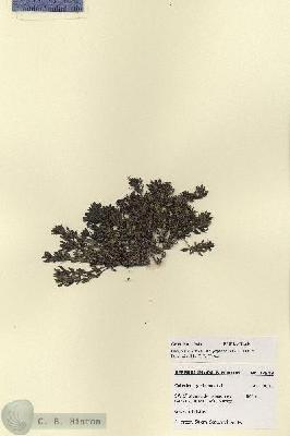 URN_catalog_HBHinton_herbarium_27949.jpg.jpg