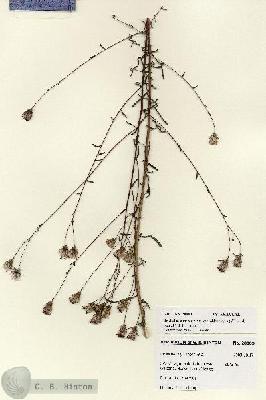 URN_catalog_HBHinton_herbarium_28003.jpg.jpg