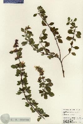 URN_catalog_HBHinton_herbarium_24824.jpg.jpg