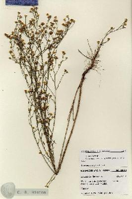 URN_catalog_HBHinton_herbarium_28043.jpg.jpg