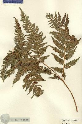 URN_catalog_HBHinton_herbarium_22135-1.jpg.jpg