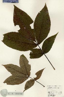 URN_catalog_HBHinton_herbarium_24911.jpg.jpg