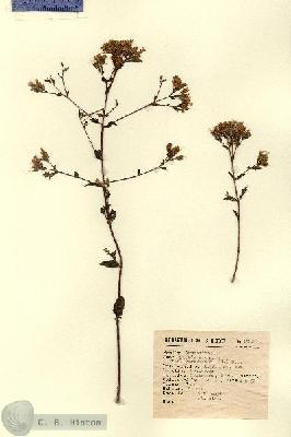 URN_catalog_HBHinton_herbarium_12857.jpg.jpg