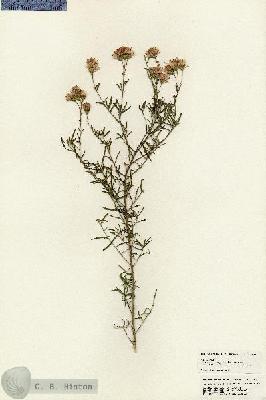 URN_catalog_HBHinton_herbarium_24939.jpg.jpg