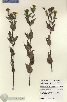 URN_catalog_HBHinton_herbarium_28098.jpg.jpg