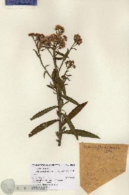 URN_catalog_HBHinton_herbarium_12961.jpg.jpg