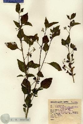 URN_catalog_HBHinton_herbarium_12976.jpg.jpg