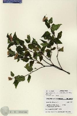 URN_catalog_HBHinton_herbarium_28149.jpg.jpg