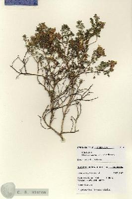 URN_catalog_HBHinton_herbarium_28114.jpg.jpg