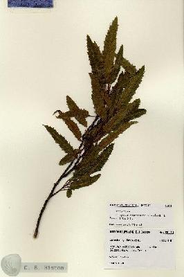 URN_catalog_HBHinton_herbarium_28121.jpg.jpg