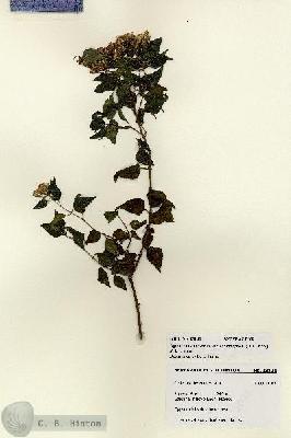 URN_catalog_HBHinton_herbarium_28131.jpg.jpg