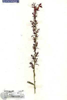 URN_catalog_HBHinton_herbarium_20067.jpg.jpg