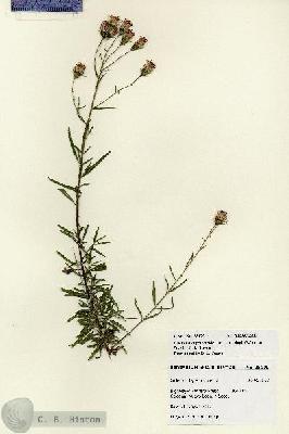URN_catalog_HBHinton_herbarium_28170.jpg.jpg