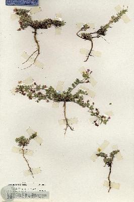 URN_catalog_HBHinton_herbarium_20123.jpg.jpg