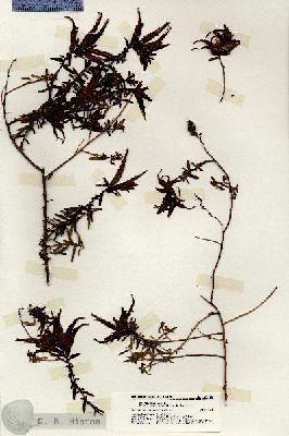 URN_catalog_HBHinton_herbarium_20144.jpg.jpg