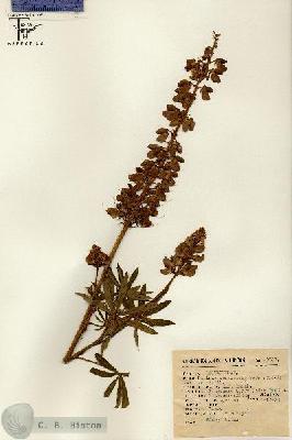 URN_catalog_HBHinton_herbarium_13237.jpg.jpg