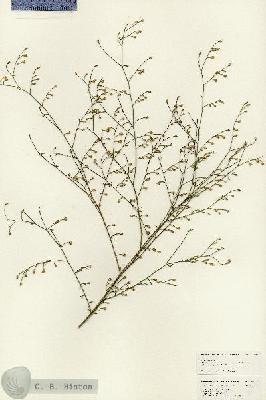 URN_catalog_HBHinton_herbarium_24999.jpg.jpg
