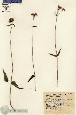 URN_catalog_HBHinton_herbarium_15127.jpg.jpg