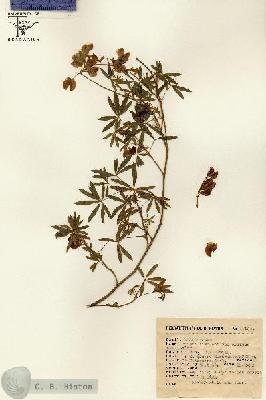 URN_catalog_HBHinton_herbarium_13505.jpg.jpg