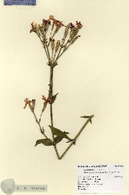 URN_catalog_HBHinton_herbarium_17696.jpg.jpg