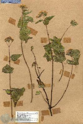 URN_catalog_HBHinton_herbarium_17700.jpg.jpg