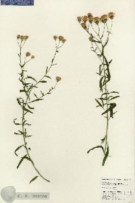 URN_catalog_HBHinton_herbarium_25060.jpg.jpg
