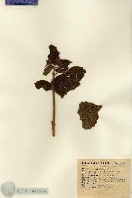 URN_catalog_HBHinton_herbarium_3442.jpg.jpg