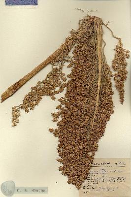 URN_catalog_HBHinton_herbarium_1783.jpg.jpg