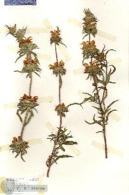 URN_catalog_HBHinton_herbarium_17125.jpg.jpg