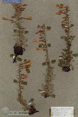 URN_catalog_HBHinton_herbarium_17191.jpg.jpg