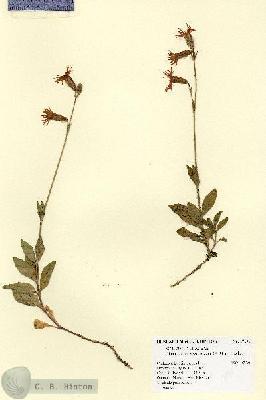 URN_catalog_HBHinton_herbarium_17196.jpg.jpg
