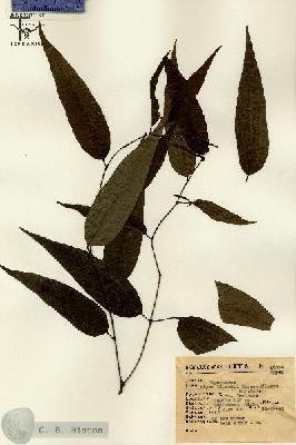 URN_catalog_HBHinton_herbarium_16024.jpg.jpg