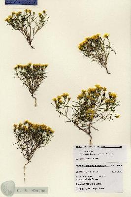 URN_catalog_HBHinton_herbarium_28503.jpg.jpg